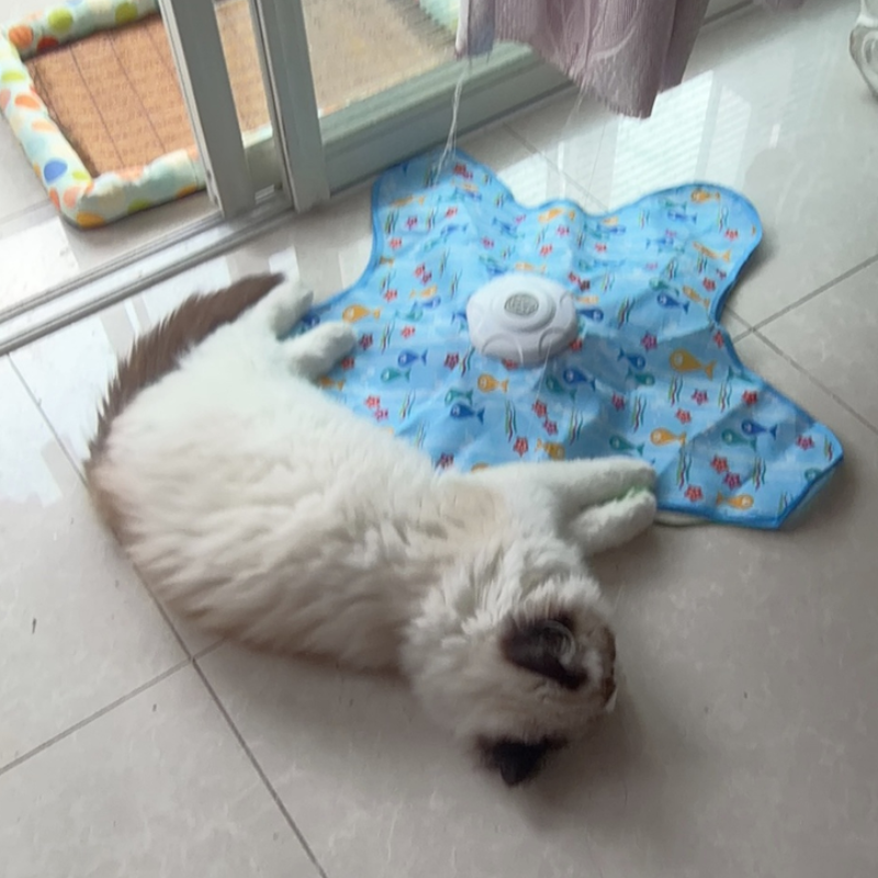 Interactive Cat Toy Hide And S – обзор и цена Cat Tunnel Toy